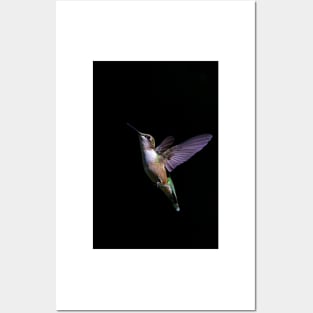 Free - Ruby throated Hummingbird Posters and Art